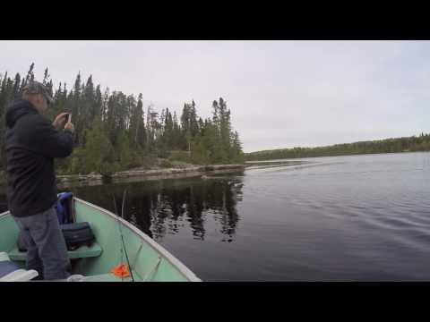 Grey wolf swimming to shoreline- Ontario Canada - - YouTube