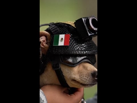 Chihuahua is recruited to Mexico’s National Guard