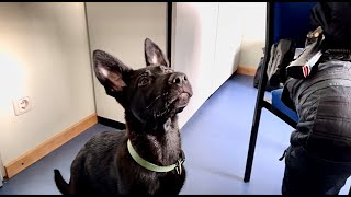 Welpe Koda wird zum Polizeihund ausgebildet