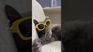 #Scuba #cat #funnyimages