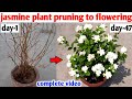 Jasmine Plant Pruning To Flowering Complete Video Jasmine Care After Winter Season Jasmine Mogra