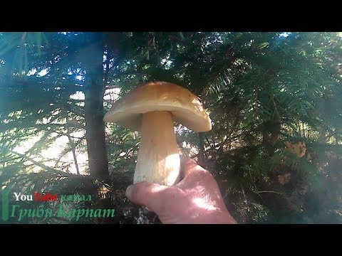 Гриби, і по Білі Гриби Грибы, и по Белые грибы Mushrooms, and White Mushrooms