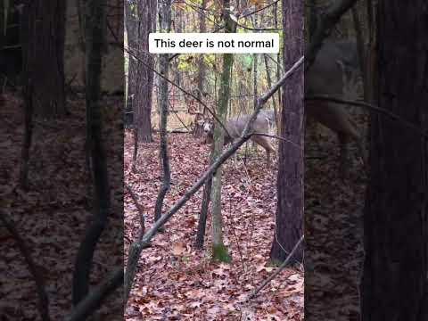 This is NOT A DEER #cryptic #spooky #horrorstories #scary #haunted #animal #shorts #viral #wildlife