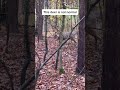 This is NOT A DEER #cryptic #spooky #horrorstories #scary #haunted #animal #shorts #viral #wildlife