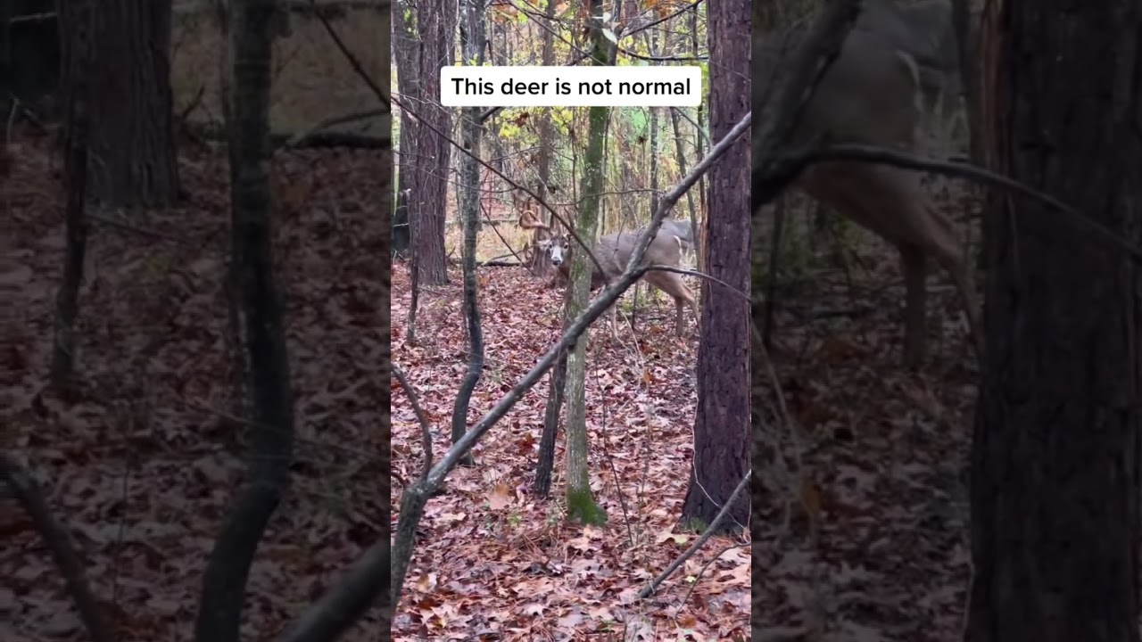 This is NOT A DEER #cryptic #spooky #horrorstories #scary #haunted #animal #shorts #viral #wildlife