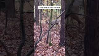 This is NOT A DEER #cryptic #spooky #horrorstories #scary #haunted #animal #shorts #viral #wildlife