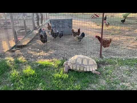 Henry, our Desert Tortoise is loving warm days in November!