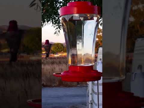 Red Headed Hummingbird.