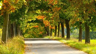 Relaxing Music | Relax Music | Sleep Music | Sleeping Music | Music to help you to sleep