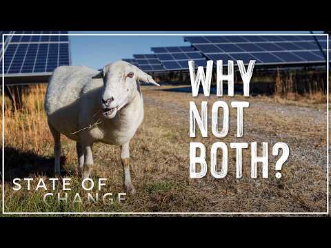 How sheep make solar energy production easier | State of Change: Solar Harvest