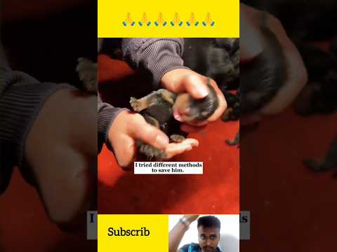 #dog ජිවිතයක වටිනාකම දන්න මිනිස්සු