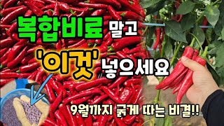 고추 농사 여기서 결정됩니다! 9월까지 굵은 고추 따려면 '이것'부터 넣으세요 #고추농사