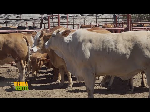 Tierra Fértil Tv-Manejo de ganado de engorda (19.04.25)