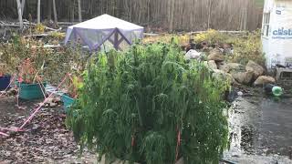 When do cannabis plants naturally die?