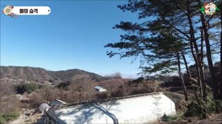 [숲속청계농장] 매의 습격 그리고 대한민국 최초의 황태란 탄생-귀농한 특전사의 농장
