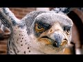 The Falcon MANIPULATES Margalo Stuart Little 2 Michael J Fox