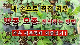 [텃밭농부 2,236]  내 손으로 키운 땅콩모종. 정식하는 방법! 평두둑에 외줄심기 #땅콩재배