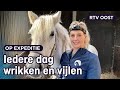 Michelle (24) is paardentandarts | RTV Oost
