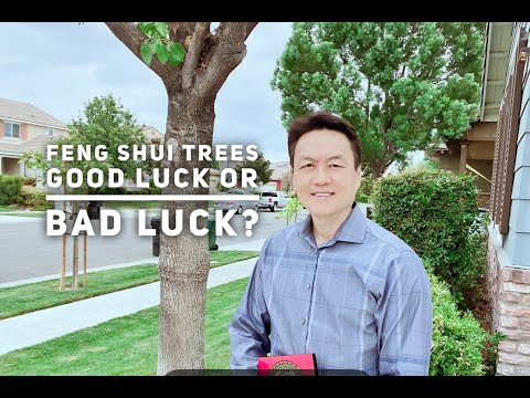 Feng shui Tips - Know your trees, they could bring you bad luck!