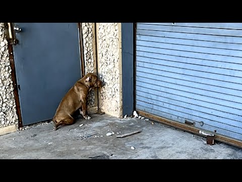 Lonely street dog's moving reaction to rescue