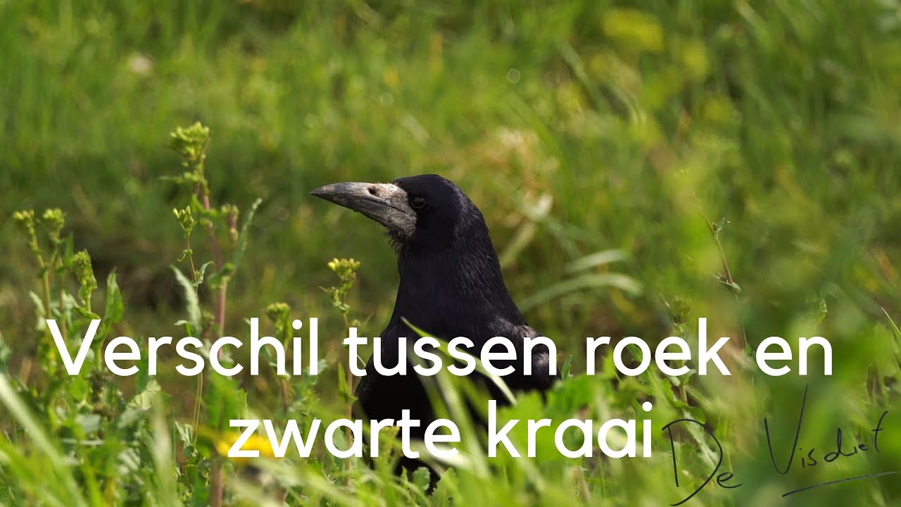 Ontdek het verschil tussen roek en zwarte kraai / Difference between Rook and Carrion Crow #288