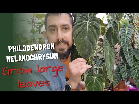 How I grow larger leaves on the Philodendron Melanochrysum