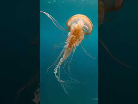 Quick #music #lifeisbutadream #nature #viral #shorts