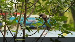 Download lagu Burung Cekakak Ekor Panjang Februari 2022 mp3