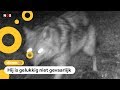 Zeldzame goudjakhals gespot in Drenthe