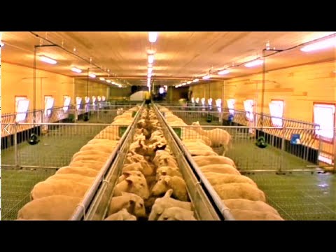 , title : 'Amazing Modern Farming Technology: Sheep Farming, livestock, feeding sheep using machine; Farming►2'