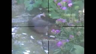 MODEST MOUSE - PISTOL (ALANKINX EDIT)