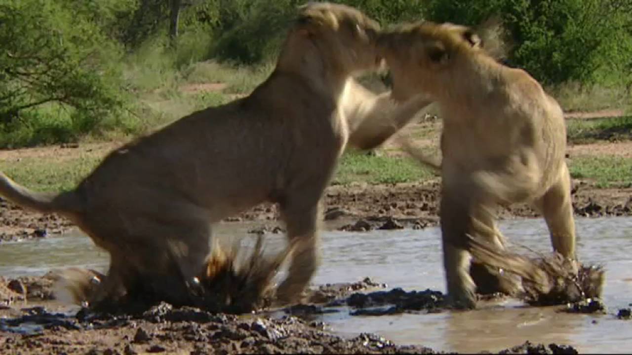 Big Cat Challenge [Teaser trailer]