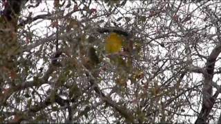 Grey Headed Bush Shrike vs Boomslang