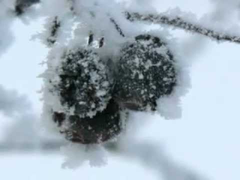 Su Šv. Kalėdom! ( Eglė ir Rosita Čivilytė - Baltas rytas)