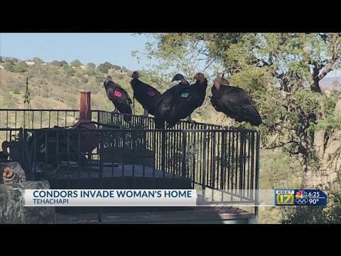 Flock of giant California condors trashes woman’s home