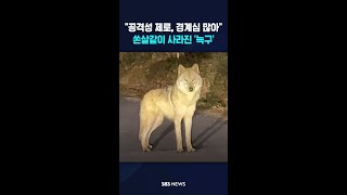 공격성 제로, 경계심 많아..포위망 뚫고 쏜살같이 사라진 '늑구' #shorts