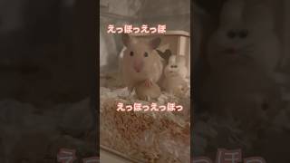 ちるちるエッホ　#kawaii #キンクマ #ハムスター #pets #癒し #japan #かわいい #可愛い #animals #follow#ペット #おうち時間