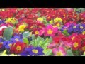 Somewhere Over the Rainbow- Feyza Eren & Steve Davis