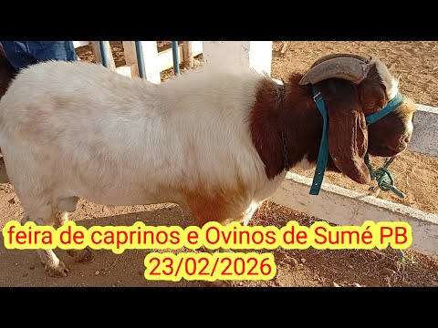 Feira de caprinos e Ovinos de Sumé PB 23/02/2026
