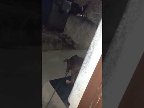 Funny Doberman|Dog|Cat|#Funny#Puppy#Dog#Dog status