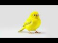 Canary Lyrics