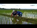 Teknologi perlakuan benih padi untuk pertumbuhan optimal dan panen maksimal