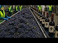 How Grapes Are Turned Into Wine In A Factory Wine Production Process