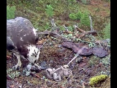 One of the Loch Arkaig Osprey chicks has a squirt and some fish 5 Jun 2019