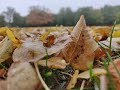 Drone On a Foggy Morning - Zither Doves