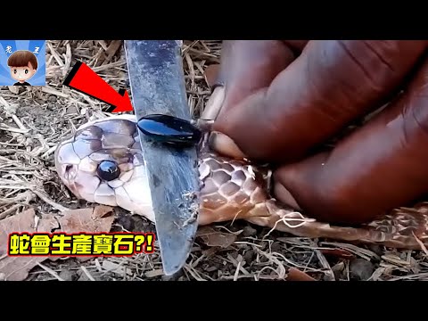 蛇靈珠