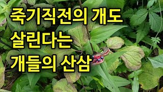 죽기직전의 강아지도 살린다는 개들의 산삼
