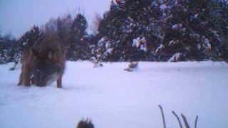 preview picture of video 'Wolf in der Lieberoser Heide.AVI'