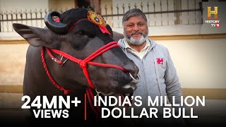 A Bull Worth 9 Crores – 9 करोड़ का सांड - OMG! Yeh Mera India – HISTORY TV18