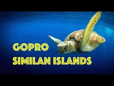 1zplayScuba潜水Similan Islands，泰国水下HD视频由自由潜水员，普吉岛1zplay